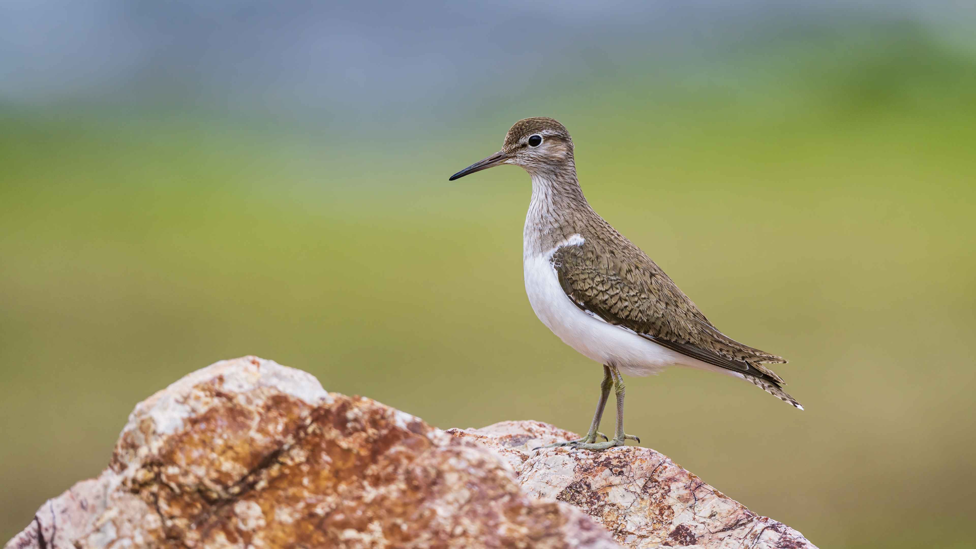 Common Sandpiper